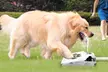 iMounTEK Outdoor Step-On Dog Water Fountain Pet Water Dispenser - Second Medium