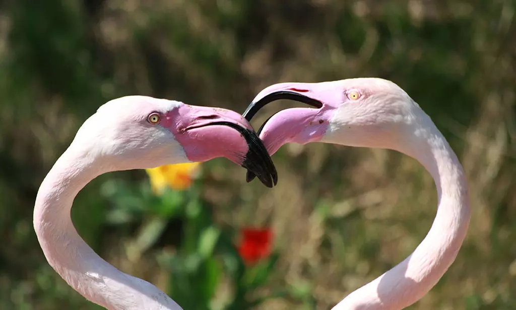 Tageskarte für den Tierpark Herborn für 1-2 Erwachsenen & 2 Kindern