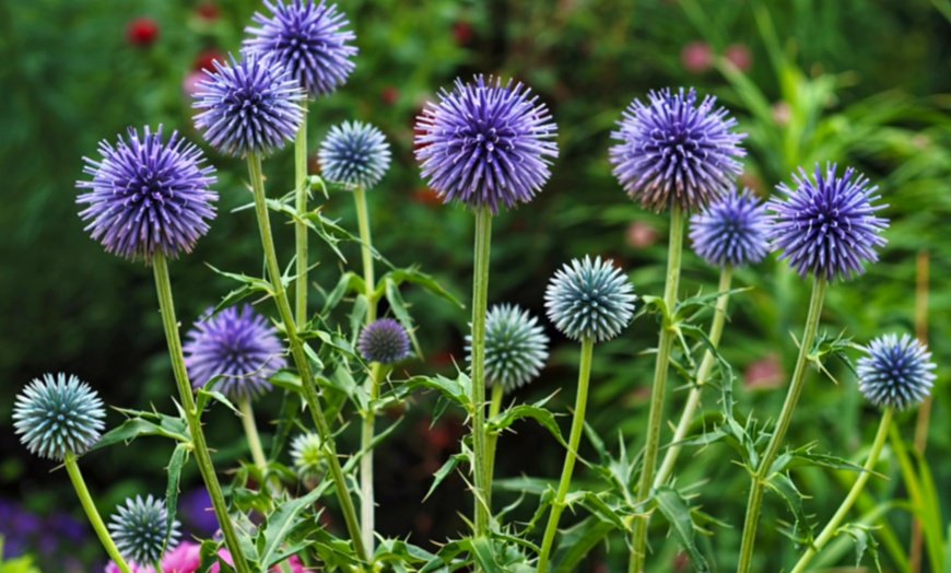 Image 5: Ensemble de plantes de bordure NatureNest Isa