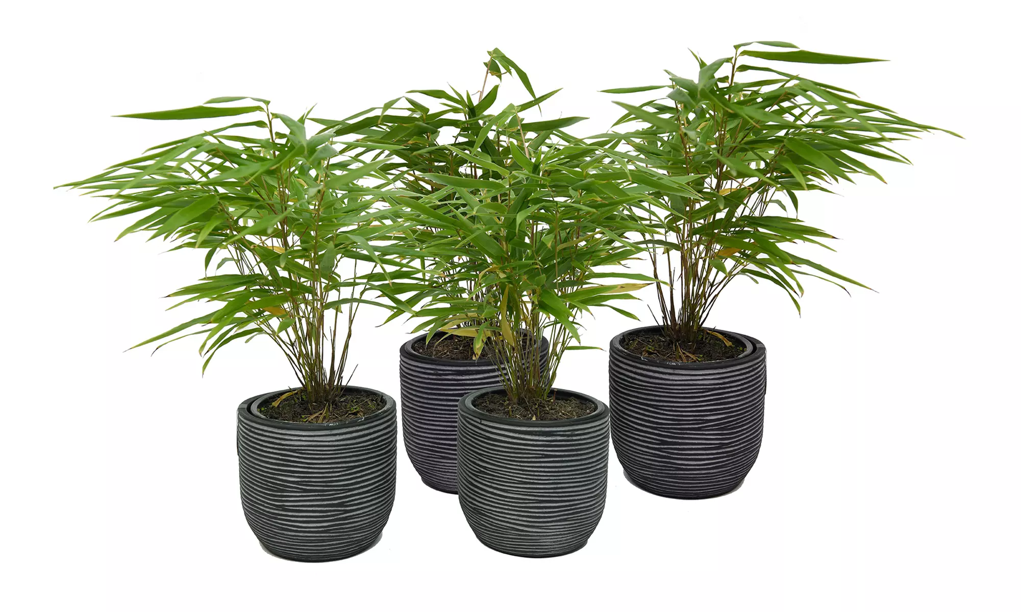 1x oder 2x oder 4x Bambus-Pflanze „Fargesia"