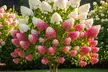 Limelight or Pinky Winky Hydrangea Trees - Large, Beautiful, Show-Stopping Blooms, Outdoor Live Plants, Free Shipping (Up to 24% Off) - Second Medium