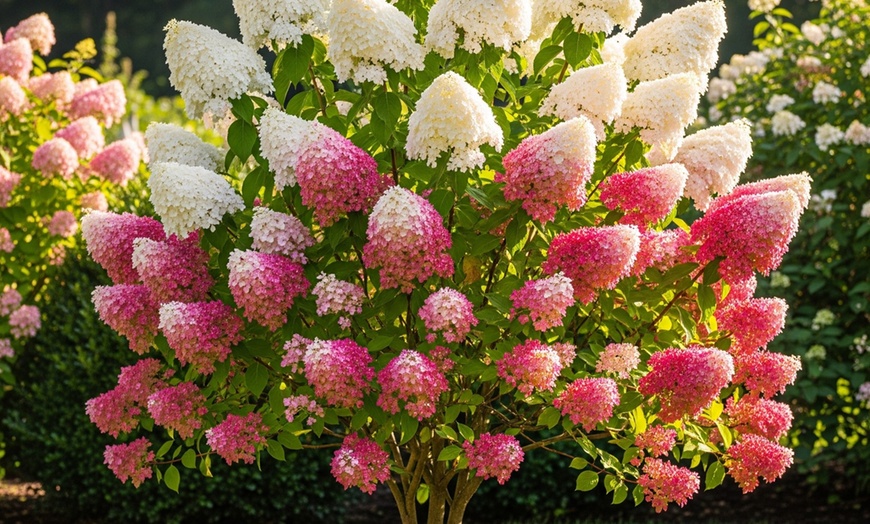 Image 5: Hydrangea Trees - Limelight and Pinky Winky with Free Shipping (Up to 15% Off)