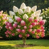 Image 5: Hydrangea Trees - Limelight and Pinky Winky with Free Shipping (Up to 24% Off)