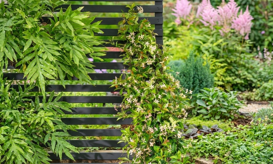 Image 2: 1 ou 2 plants de Jasmin étoilé XXL (110-120 cm)