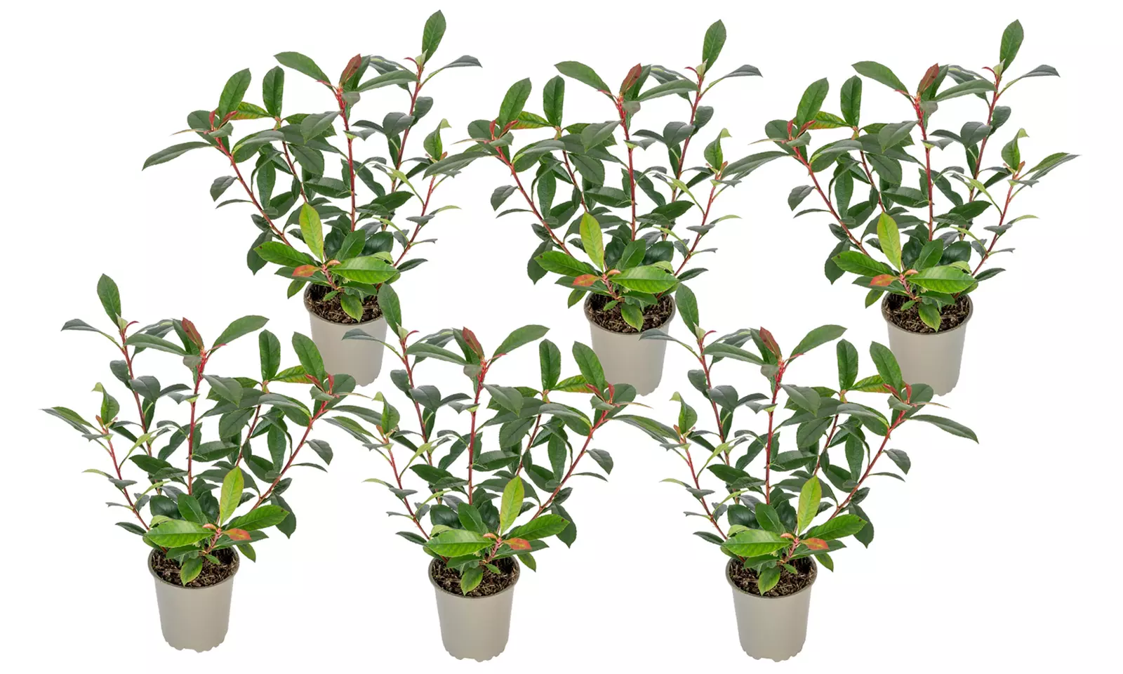 Lote de 3 o 6: Plantas de níspero Photina Red Robin Gloss - Second Medium