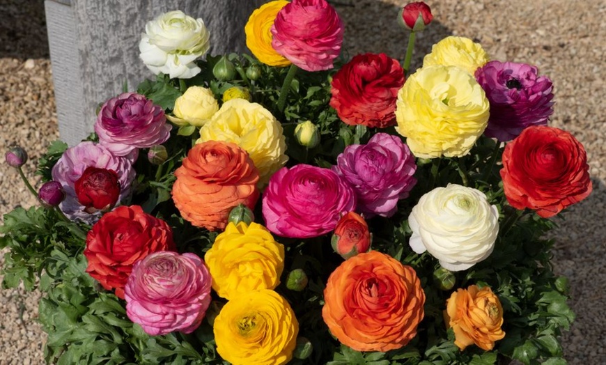 Image 4: Bumper Spring Bulb Collection - 500 or 1000 bulbs