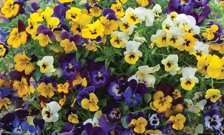 Image 11: Vibrant Winter Flowering Pansy Mixes - up to 72 Plants