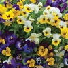 Image 11: Vibrant Winter Flowering Pansy Mixes - up to 72 Plants