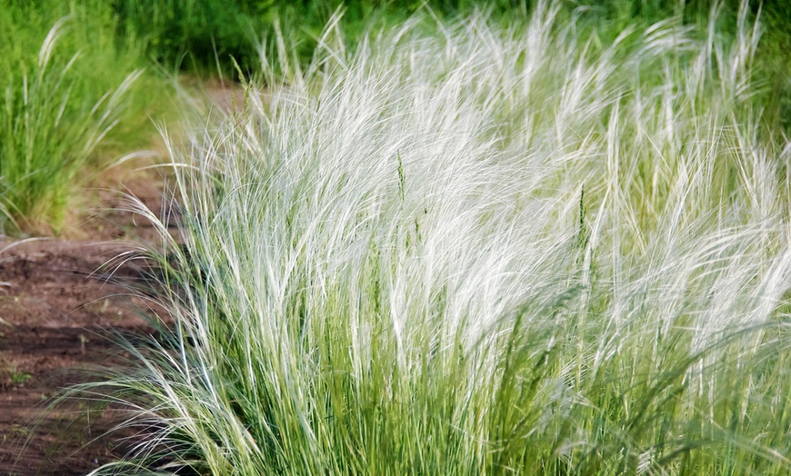 Image 2:  Planta Cabello de Ángel