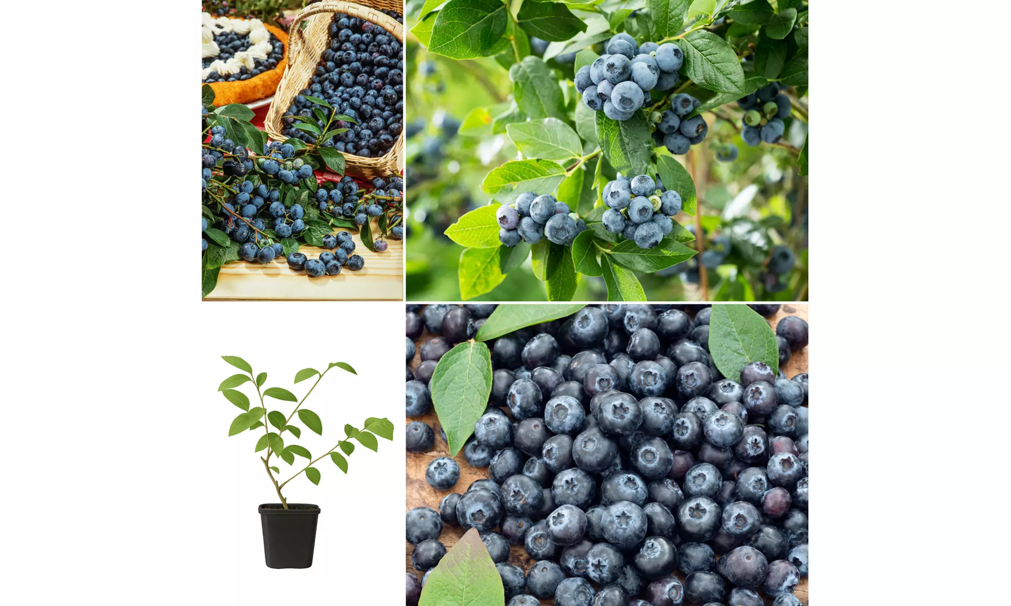 4x oder 8x Blaubeerpflanzen