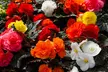 Begonia Nonstop Fire or Mocca Mix - 30 or 60 Plants - Second Medium
