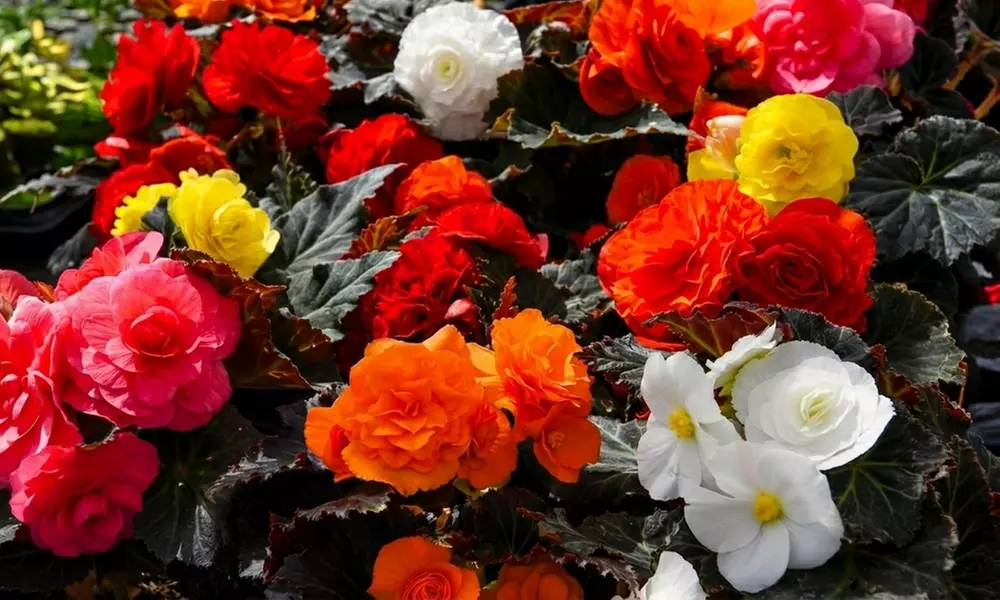 Begonia Nonstop Fire or Mocca Mix - 30 or 60 Plants
