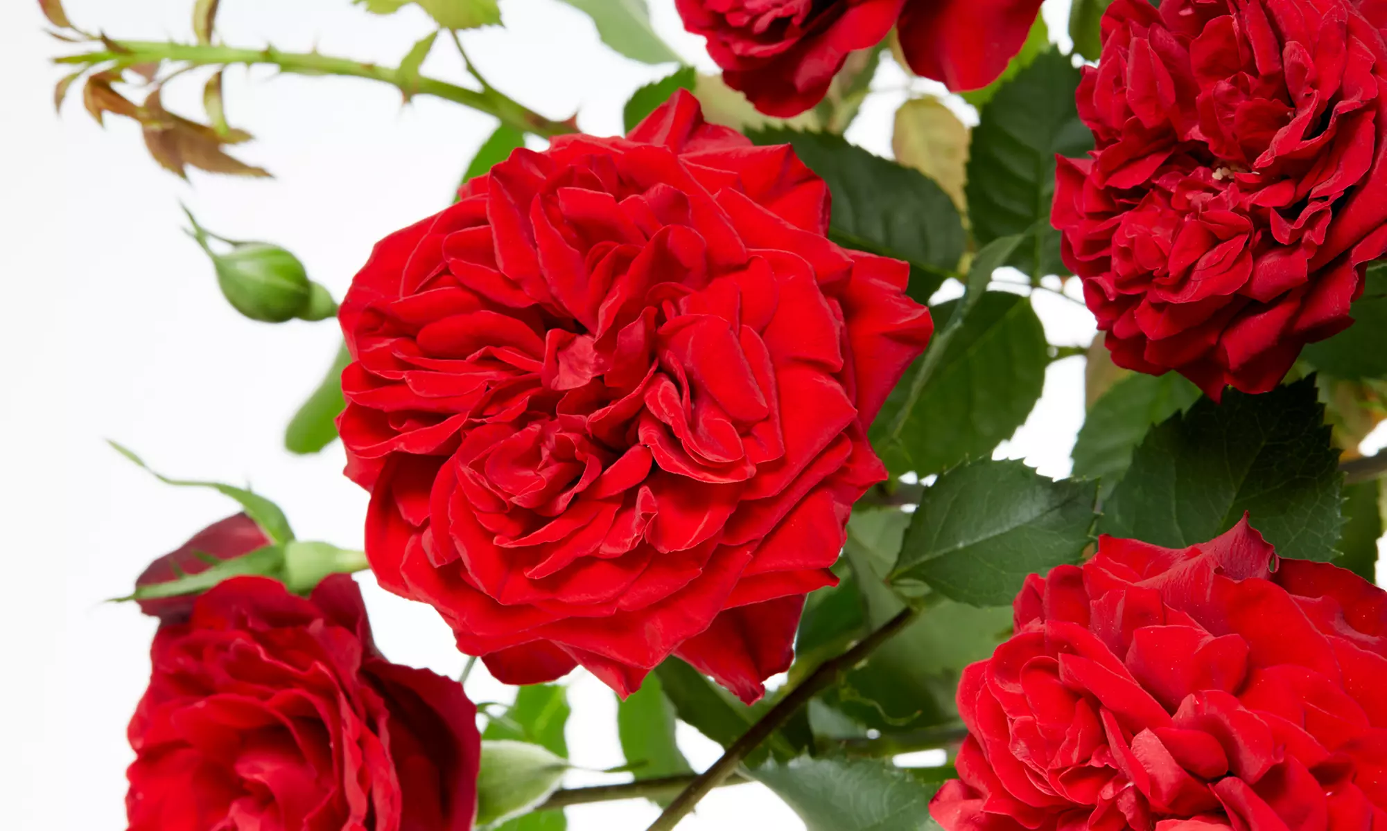 Lot de 2 rosiers grimpants avec pot de culture - Image 3