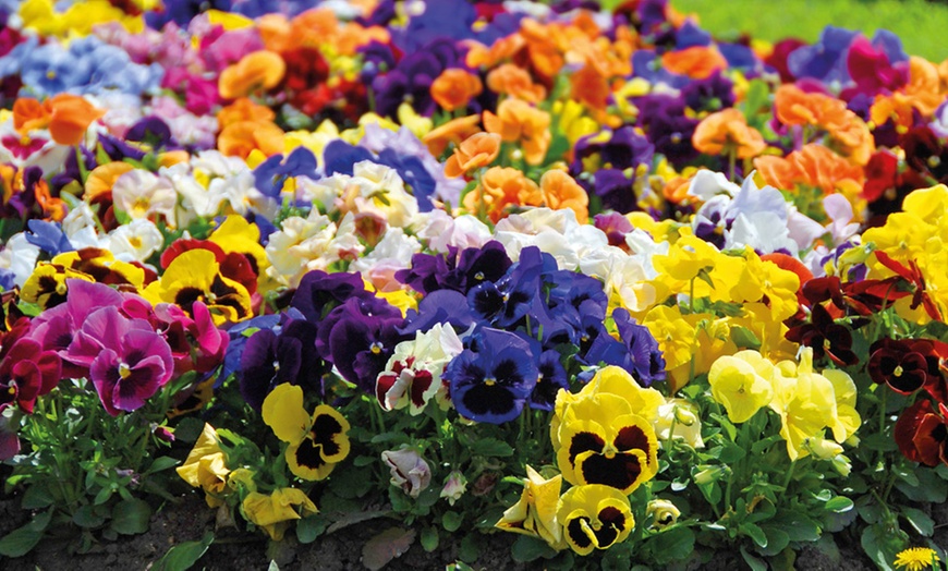 Image 21: Vibrant Winter Flowering Pansy Mixes - up to 72 Plants