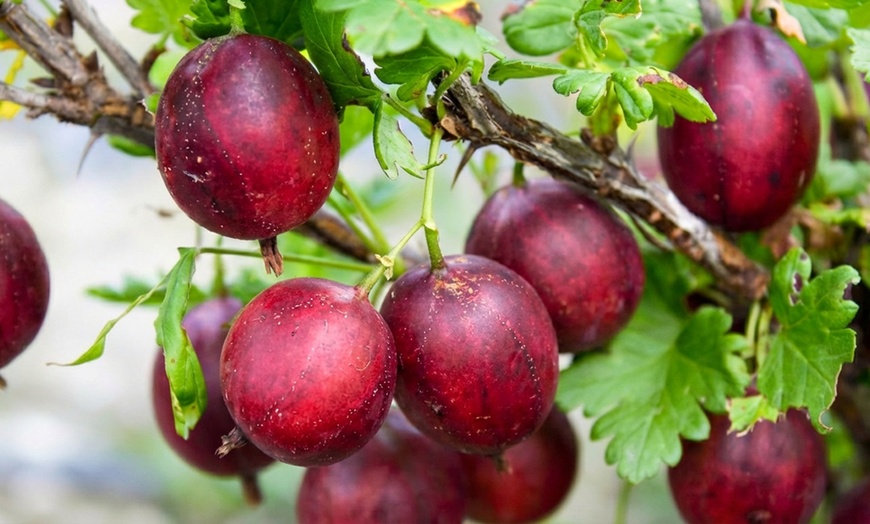 Image 12: Gooseberry Fruit Collection