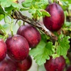 Image 12: Gooseberry Fruit Collection
