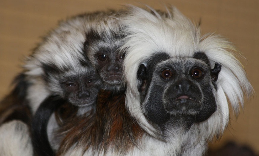 Image 5: Tageskarte für den Tierpark Herborn für 1-2 Erwachsenen & 2 Kindern