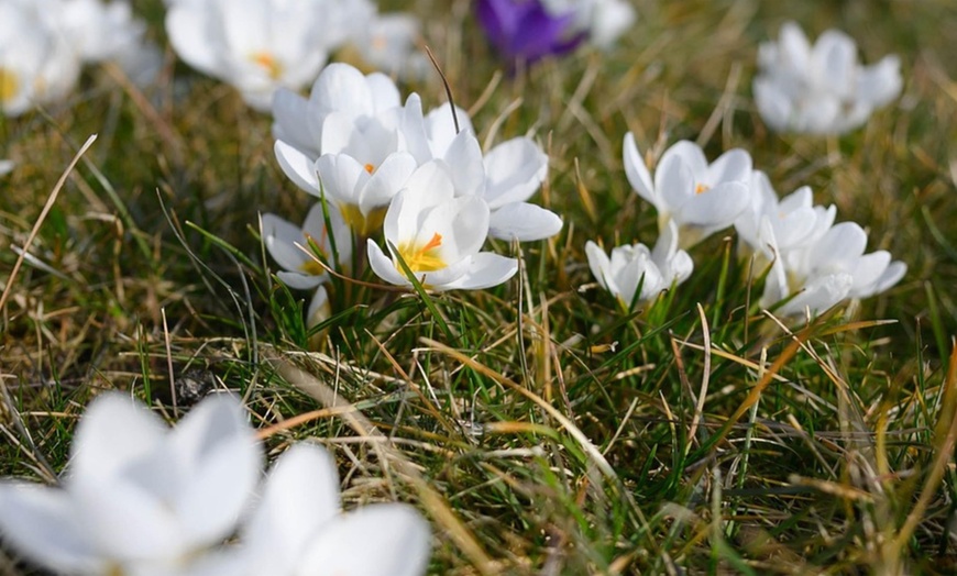 Image 4: 30x oder 70x Krokus-Blumenzwiebel-Mix