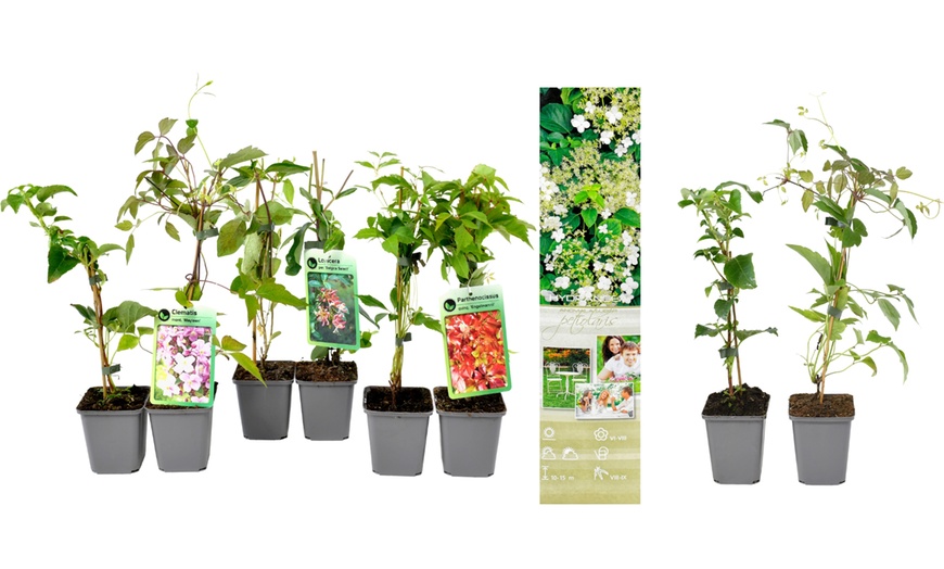 Image 2: 8er-Set gemischte Kletterpflanzen in verschiedenen Farben