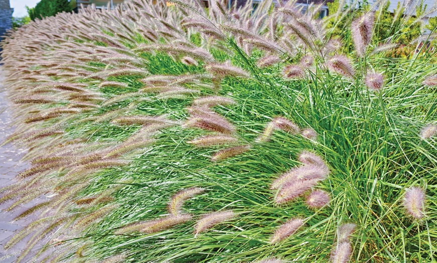 Image 1: One or Two Pennisetum alopecuroides Plants