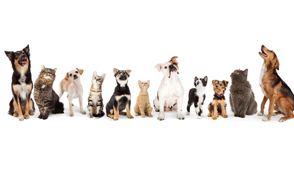 Safe Care Veterinary Clinic From AED 85 Dubai Groupon