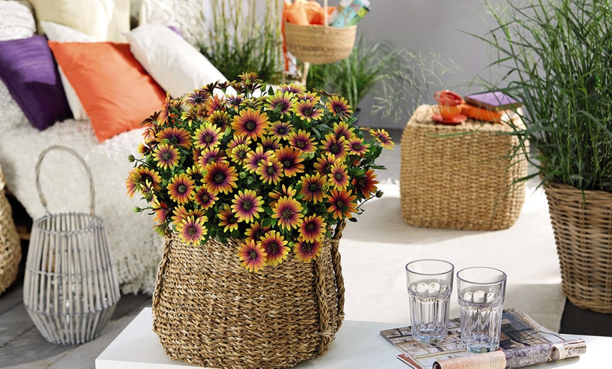 Image 3: One, Three or Six Osteospermum 'Purple Sun' Plants