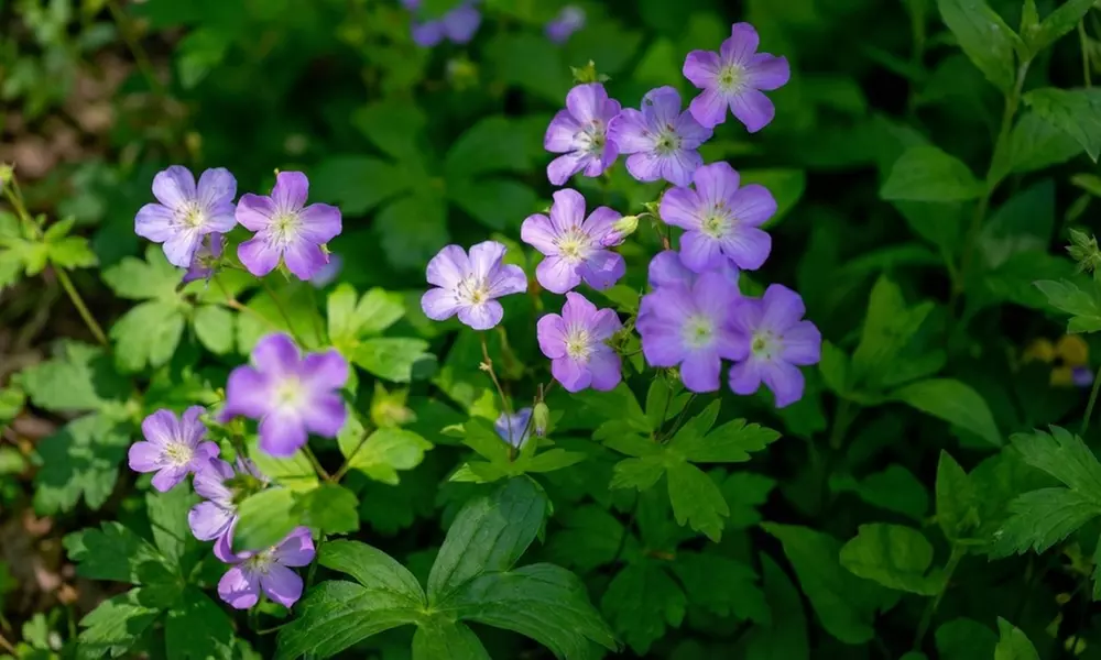 8er-Beetpflanzen-Set „Rosie“