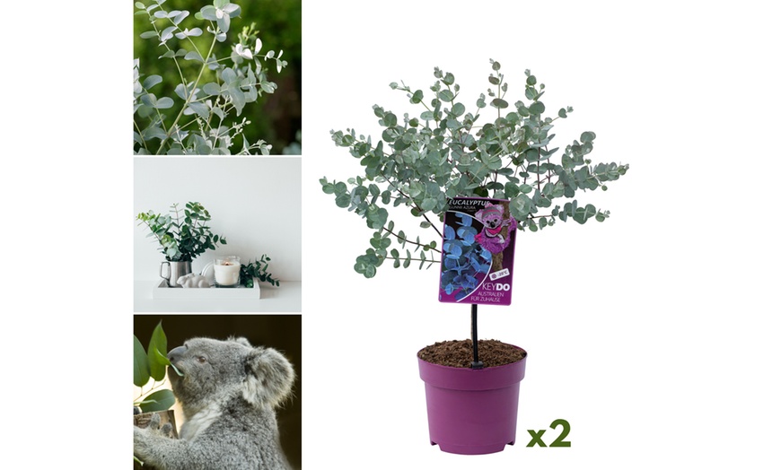 Image 2: 1 o 2 piante di eucalipto Gunnii Azura 