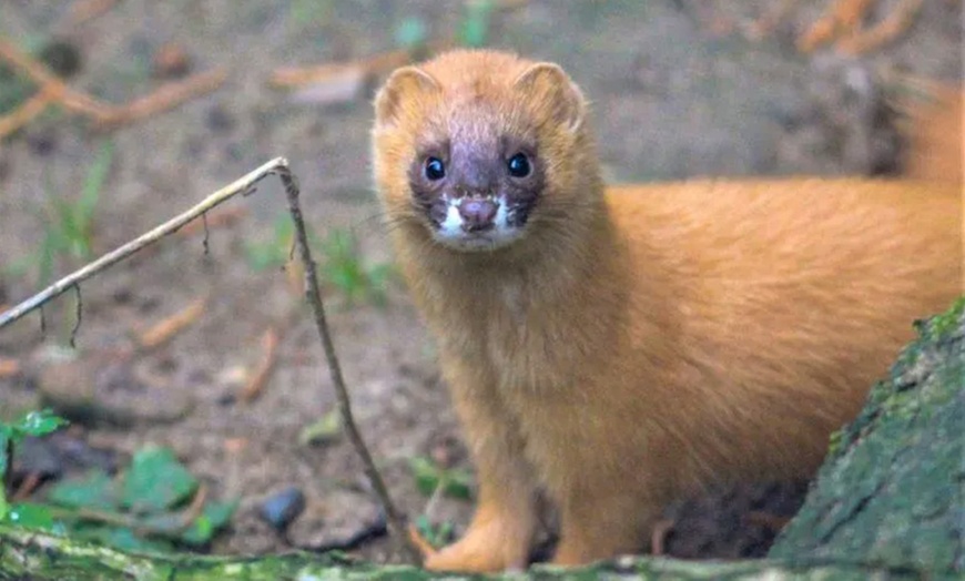 Image 7: Spannende Führung durch das Wildkatzenzentrum Felidae