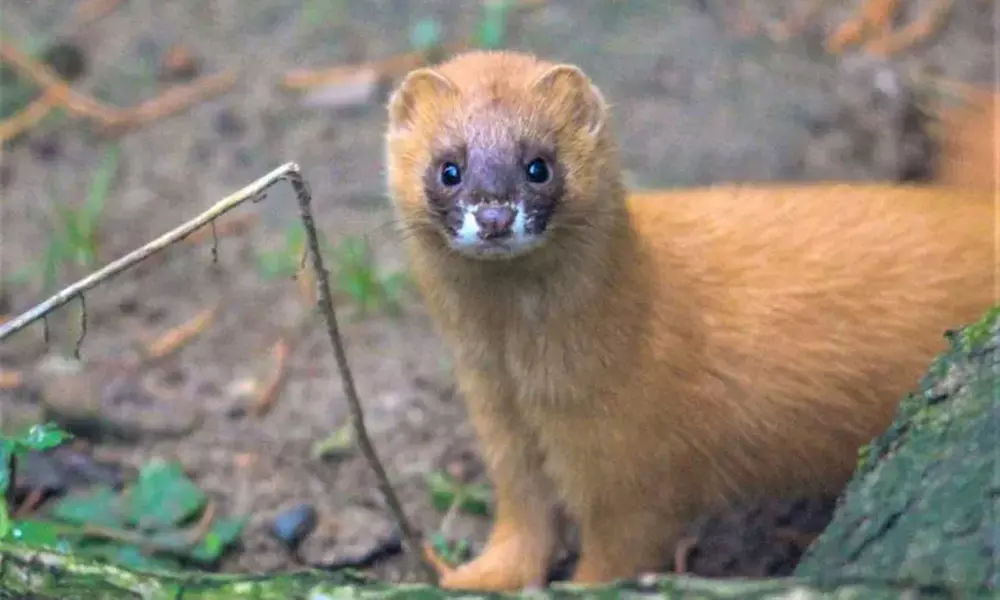 Spannende Führung durch das Wildkatzenzentrum Felidae