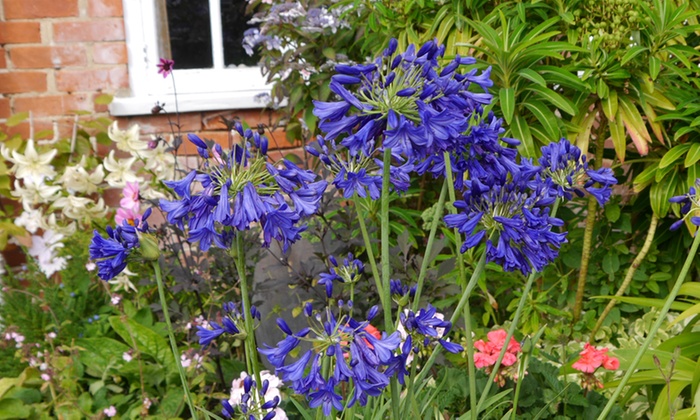 Agapanthus Flower of Love  Groupon Goods