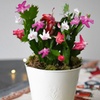 Image 2: Christmas Cactus Tricolor