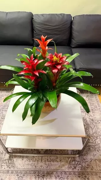 Swedish, Deep Tissue, Thai or Combo Massages w/Optional Hot Stones