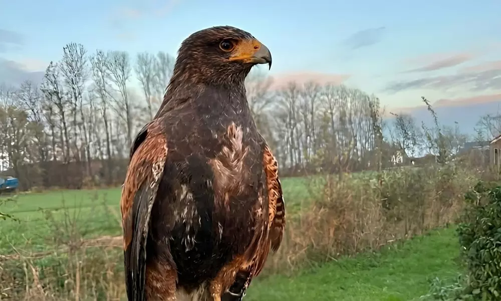 Interactieve roofvogelworkshop bij Settels Roofvogels