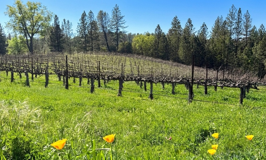 Image 9: Wine Tasting Experience w/ Personal Charcuteries for Up to 4 and More