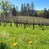 Image 9: Wine Tasting Experience w/ Personal Charcuteries for Up to 4 and More