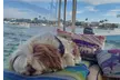 Enjoy breathtaking views on a 2-hour Newport Harbor Private Cruise - Second Medium