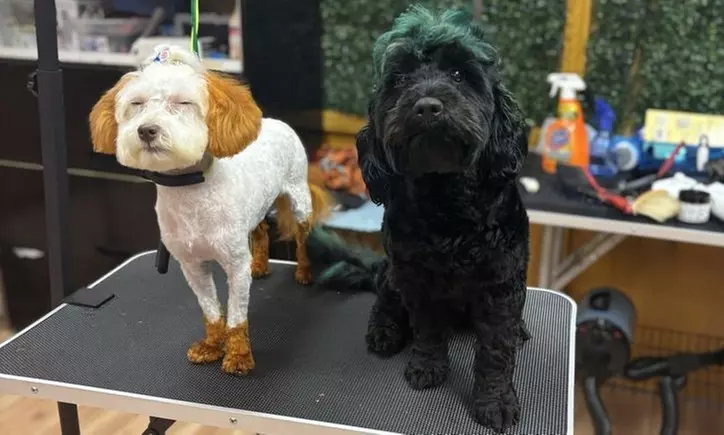 Dog Grooming & Fun Color Services – Nail Care, Baths & Pawdicures!