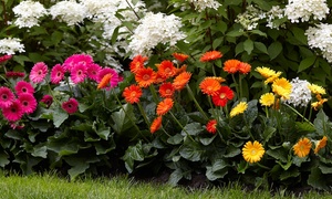 Hardy Gerbera Sweet Collection 7cm Pot - Three or Six Plants