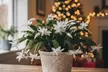 4" and 6" Christmas Cactus in Red and White with Free Shipping - Indoor and Outdoor Christmas Plants (Up to 10% Off) - Second Medium
