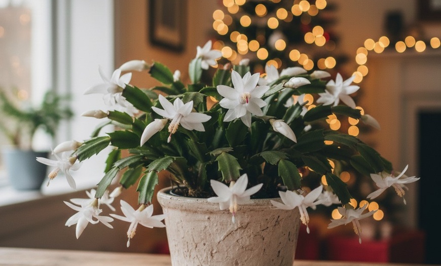 Image 2: 4" and 6" Christmas Cactus in Red and White with Free Shipping