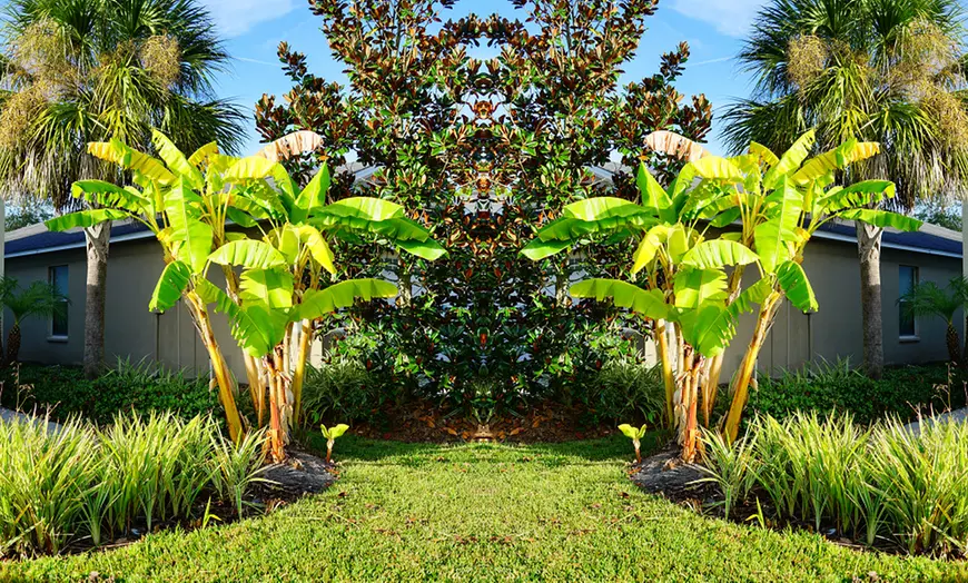 Image 3: One or Three Japanese Banana Musa Basjoo Plants