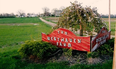 For One Person: Admission to Flashlight Corn Maze Experience with Cider Included (Valid Friday & Saturday 7-8:30PM) - Westhaven Farm