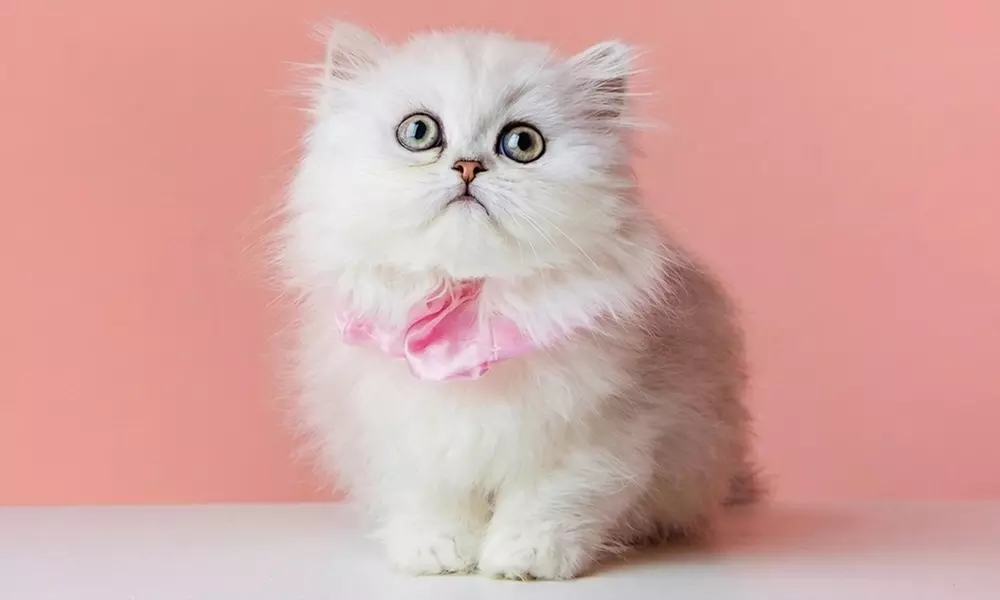 Professional Pet Photoshoot & Fine Art Print to Cherish Your Bond