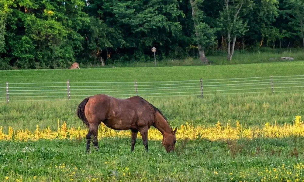 Horseback Riding Adventures on Scenic Trails