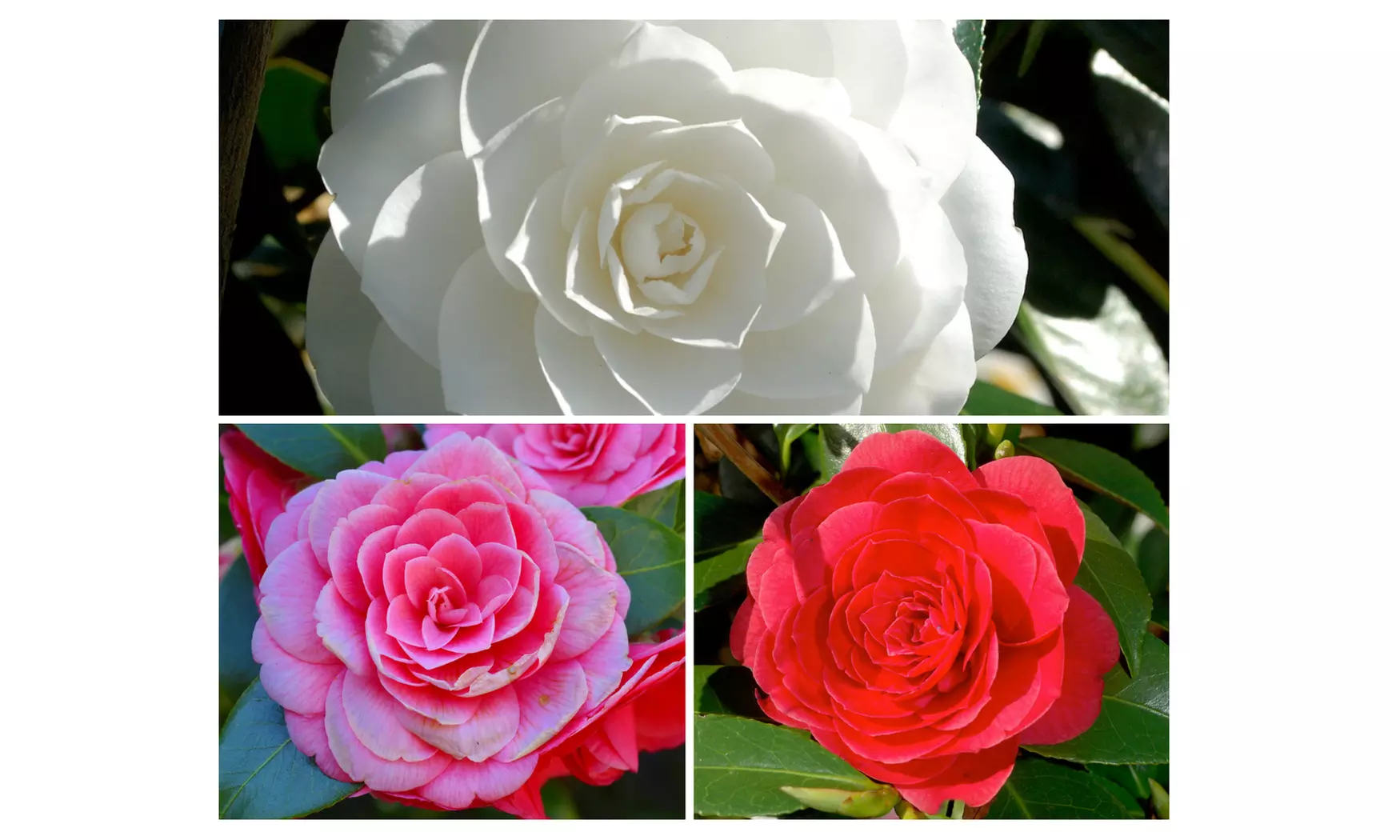 1 ou 2 arbustes de camélia du Japon XL de Gardenzo