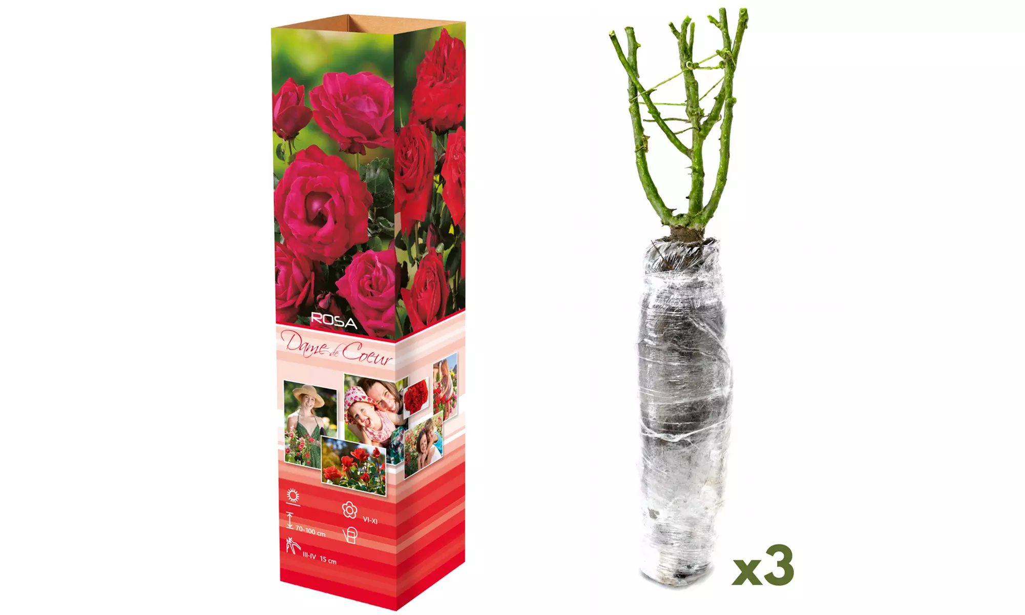 Roses : Dame de Coeur, Joro, Gloria Dei, entre autres