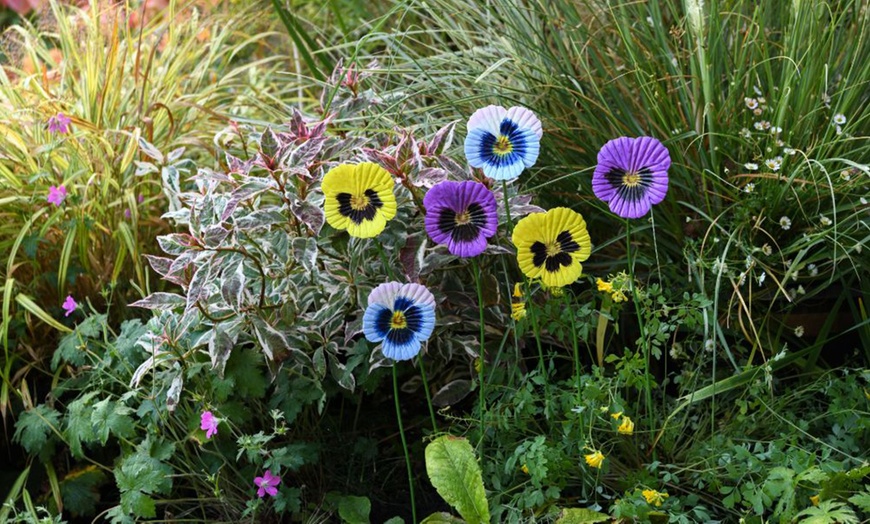Image 12: 6 or 12 Pack of Metal Flower Stakes - Pansy / Sunflower / Daisy
