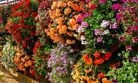 Summer Garden Surprise Plug Plant Mix,12 Plug Plants