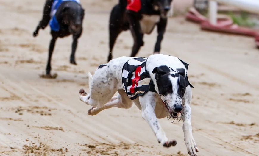 Image 4: Greyhound Racing Entry with Food, Drink & Racecard – For 1, 2, or 4